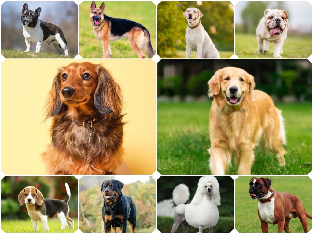 The Most Popular Dog Breeds in the U.S. for 2025